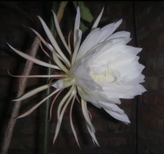 Nightblooming Cereus - time lapse